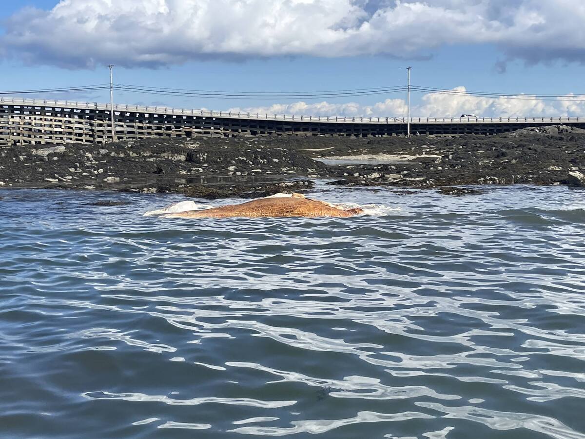 Dead whale is floating off coast of Maine town
