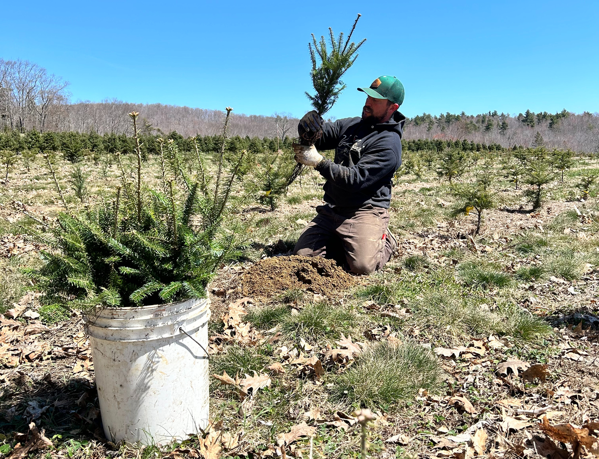 Summer on a Maine Christmas tree farm involves swinging swords and hydra heads