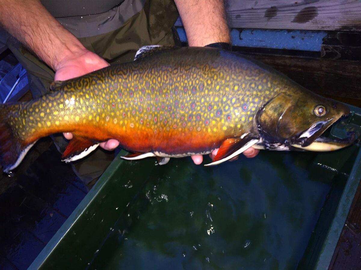 Here’s what you had to say about catch and release 