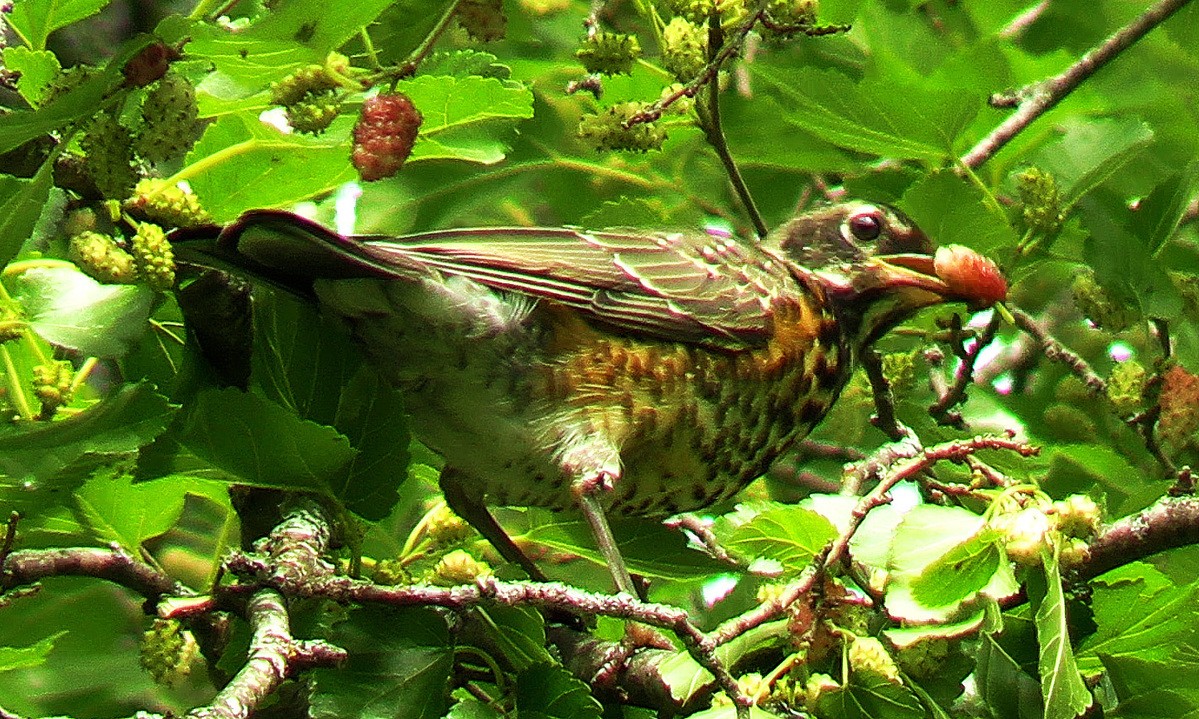 Watch for baby birds leaving their nests