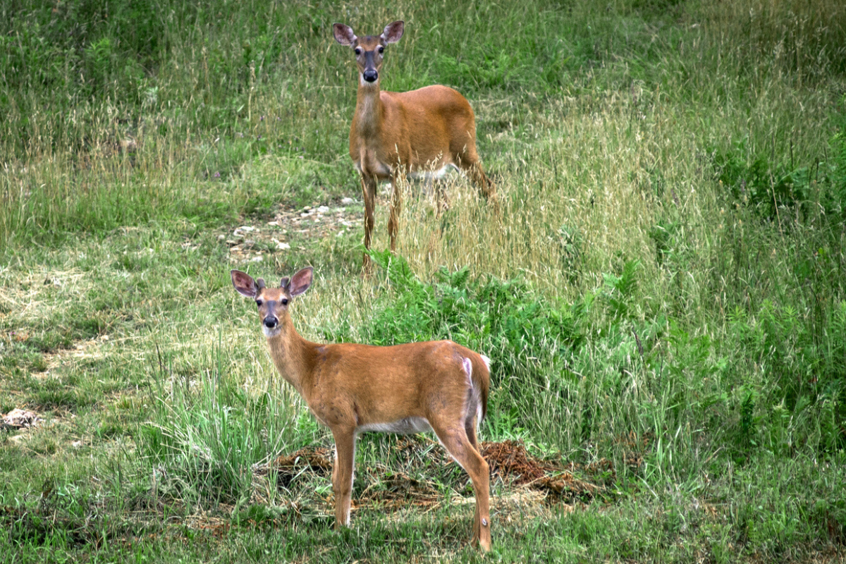 Here are the particulars on antlerless deer permits