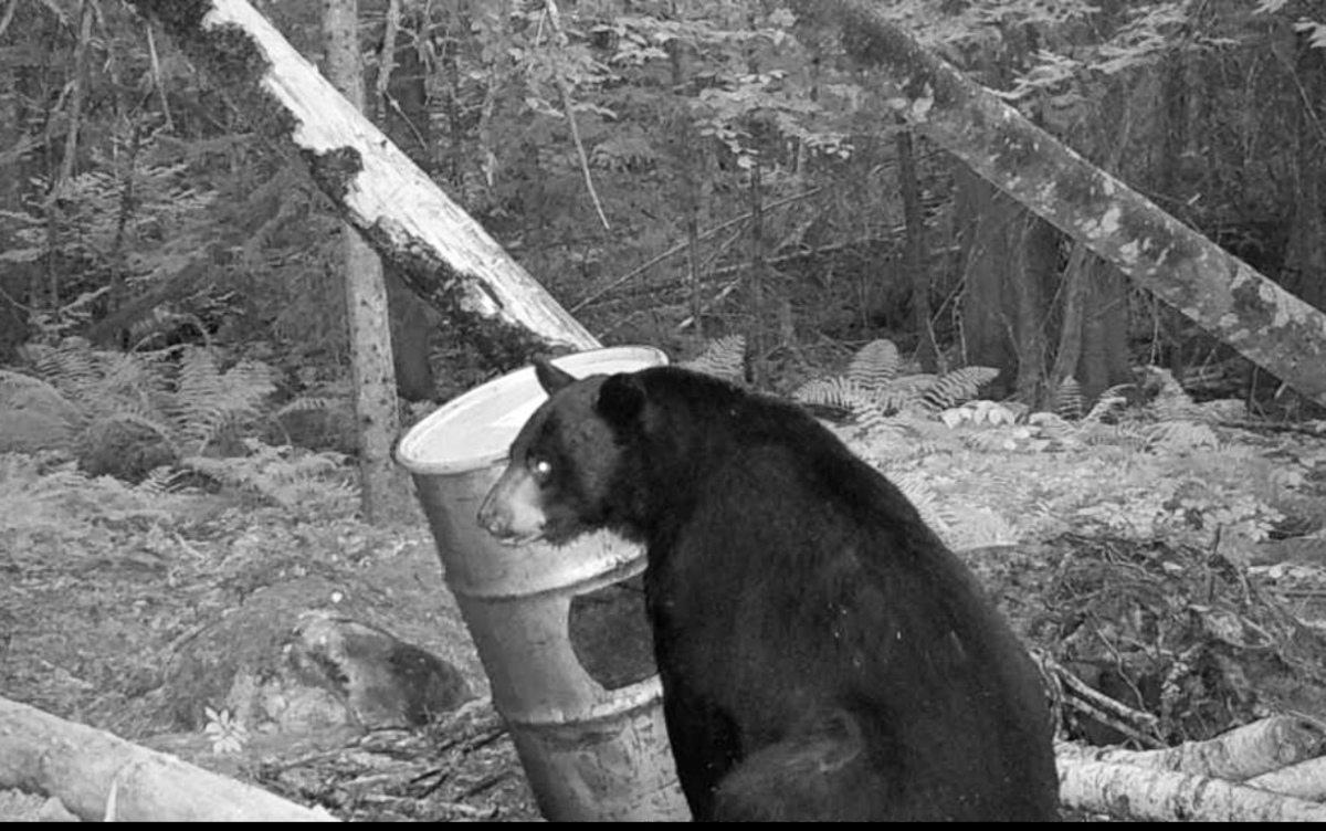 These are common mistakes people make at bear baiting sites