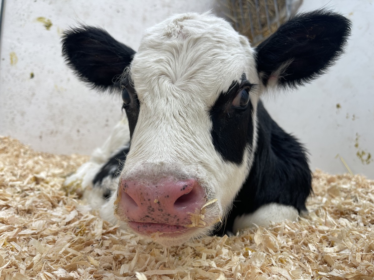 Thousands of Maine kids will adopt cows this year