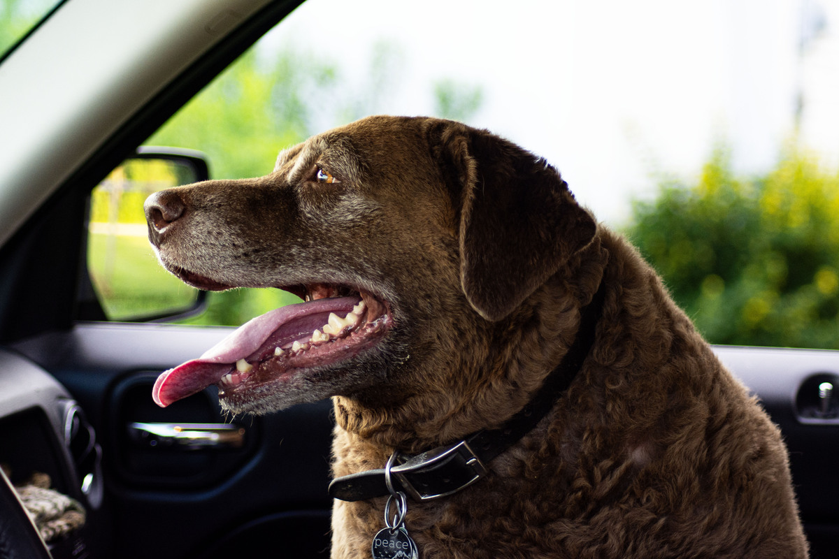 CDC should pause new rules for bringing dogs to US