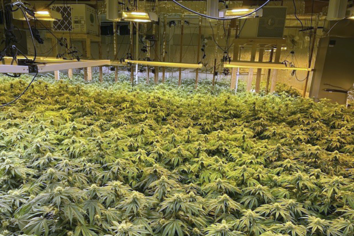 Versant Power’s proposal to rat out hidden marijuana grows to police raises privacy concerns