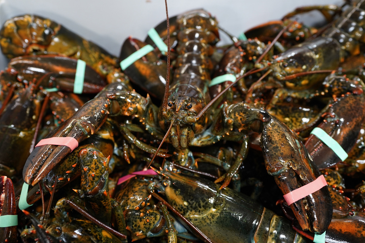 Maine lobstermen say tiny change in legal sizes could imperil their livelihoods