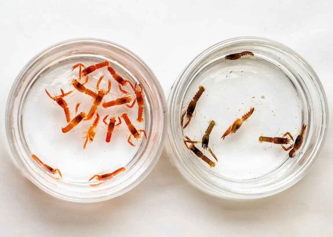 Rare orange lobster at Maine university has babies