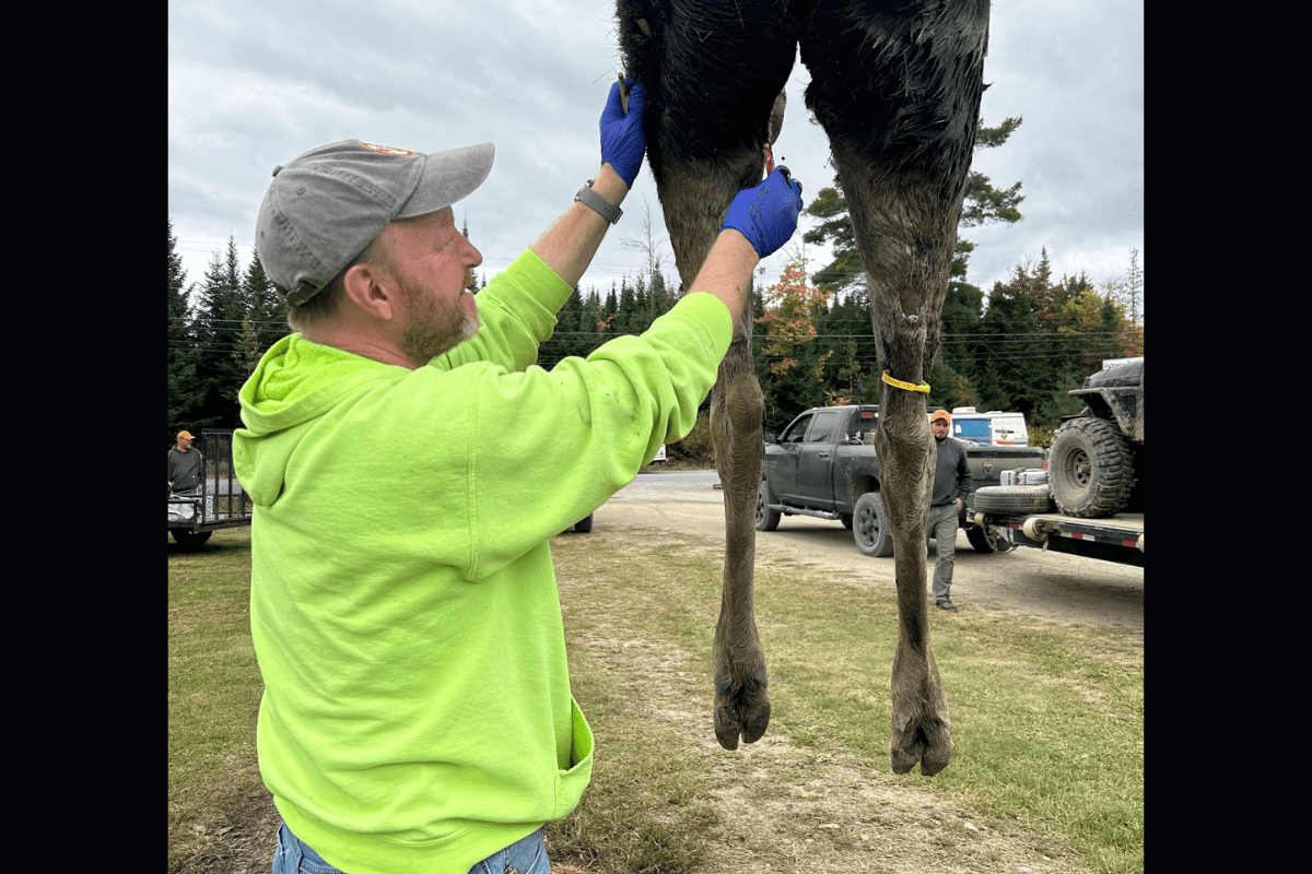 Scientists monitor insect-borne infections through moose and deer