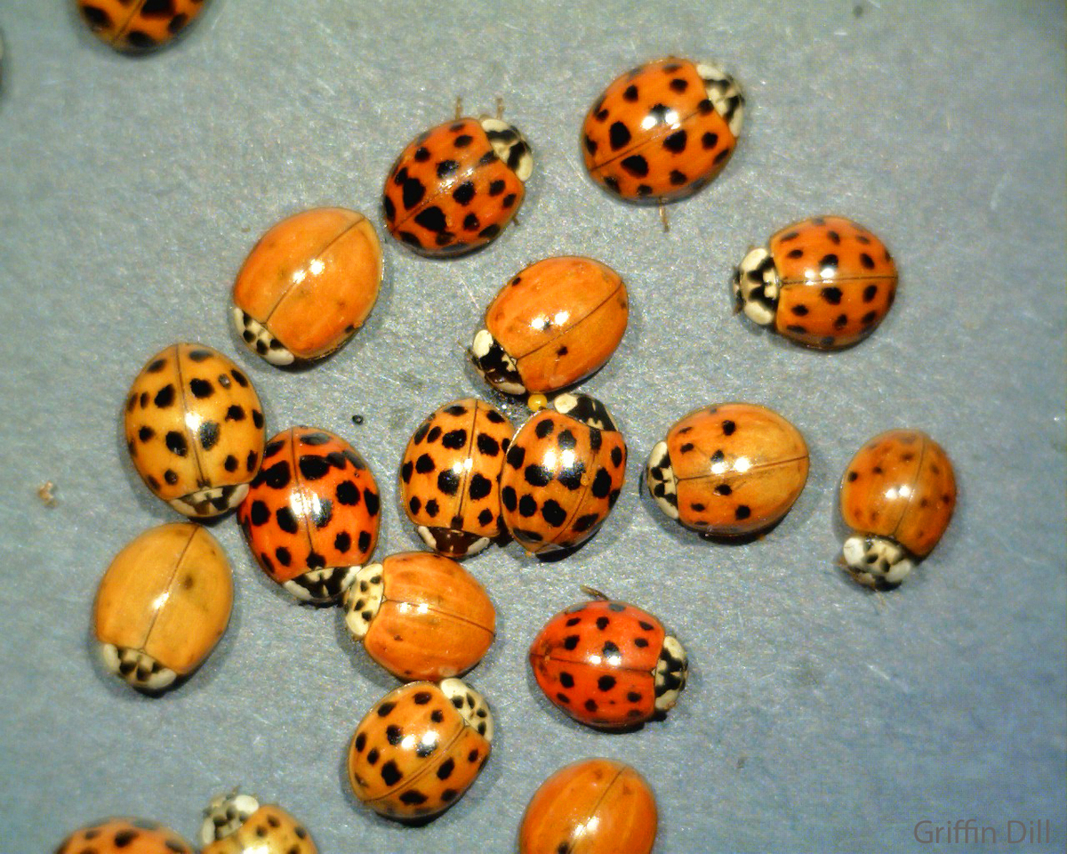 These ladybug imposters are trying to get into Maine houses
