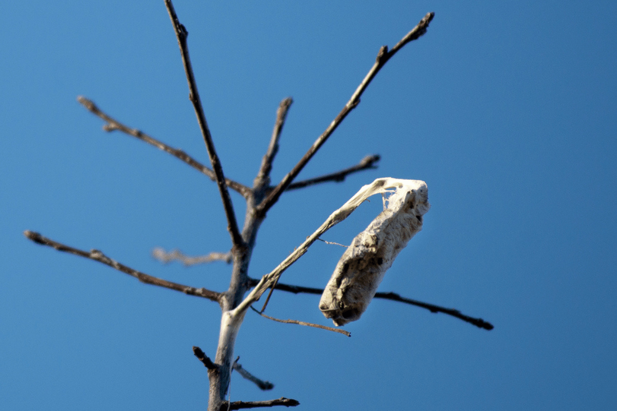 Browntail moth numbers show decline in Maine
