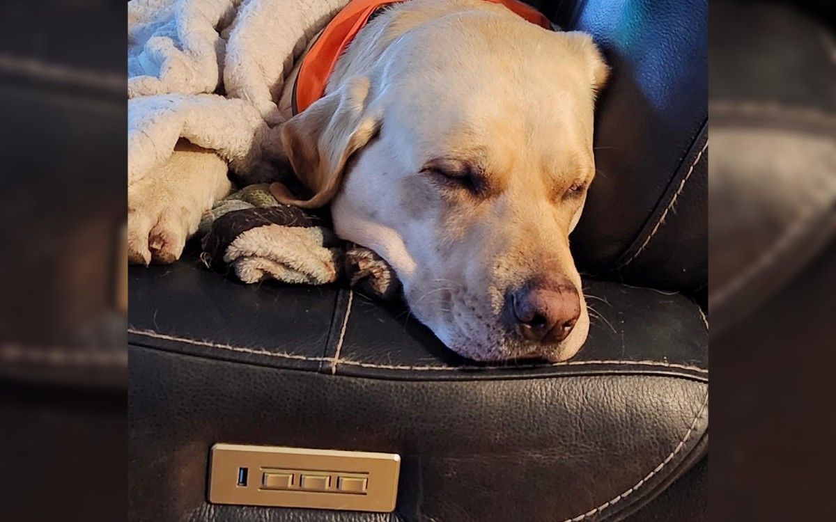 Maine dog rescued after falling through the ice