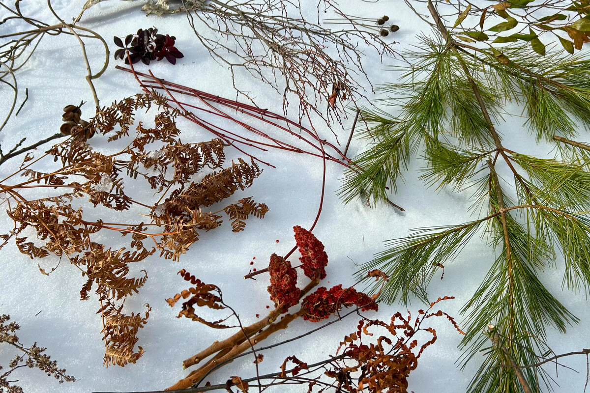 You can forage for holiday decorations in the Maine woods