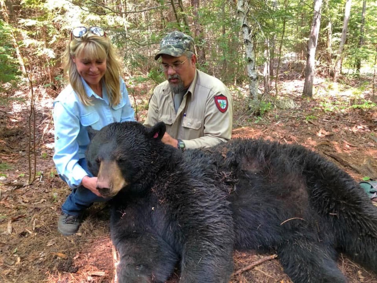 I had this up-close encounter with a Maine bear family 