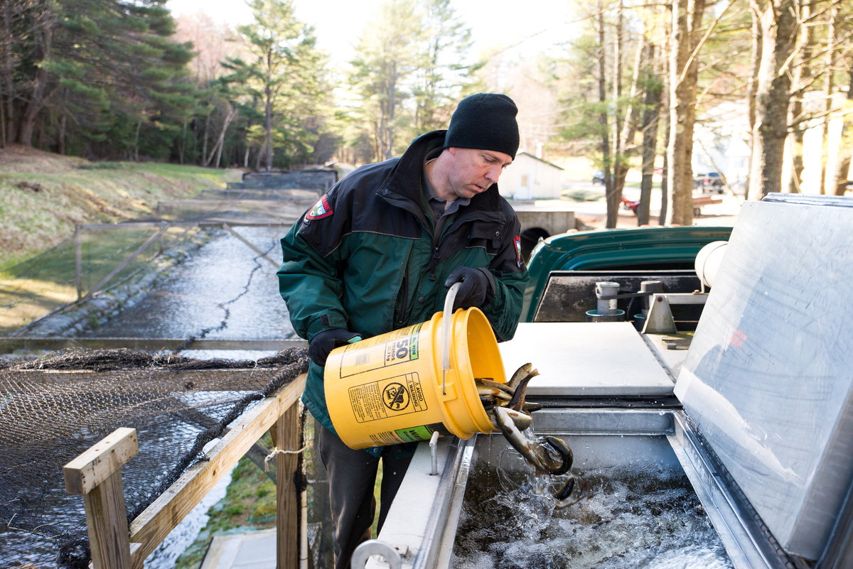 Hatchery upgrades will boost trout stocking in Maine lakes and ponds