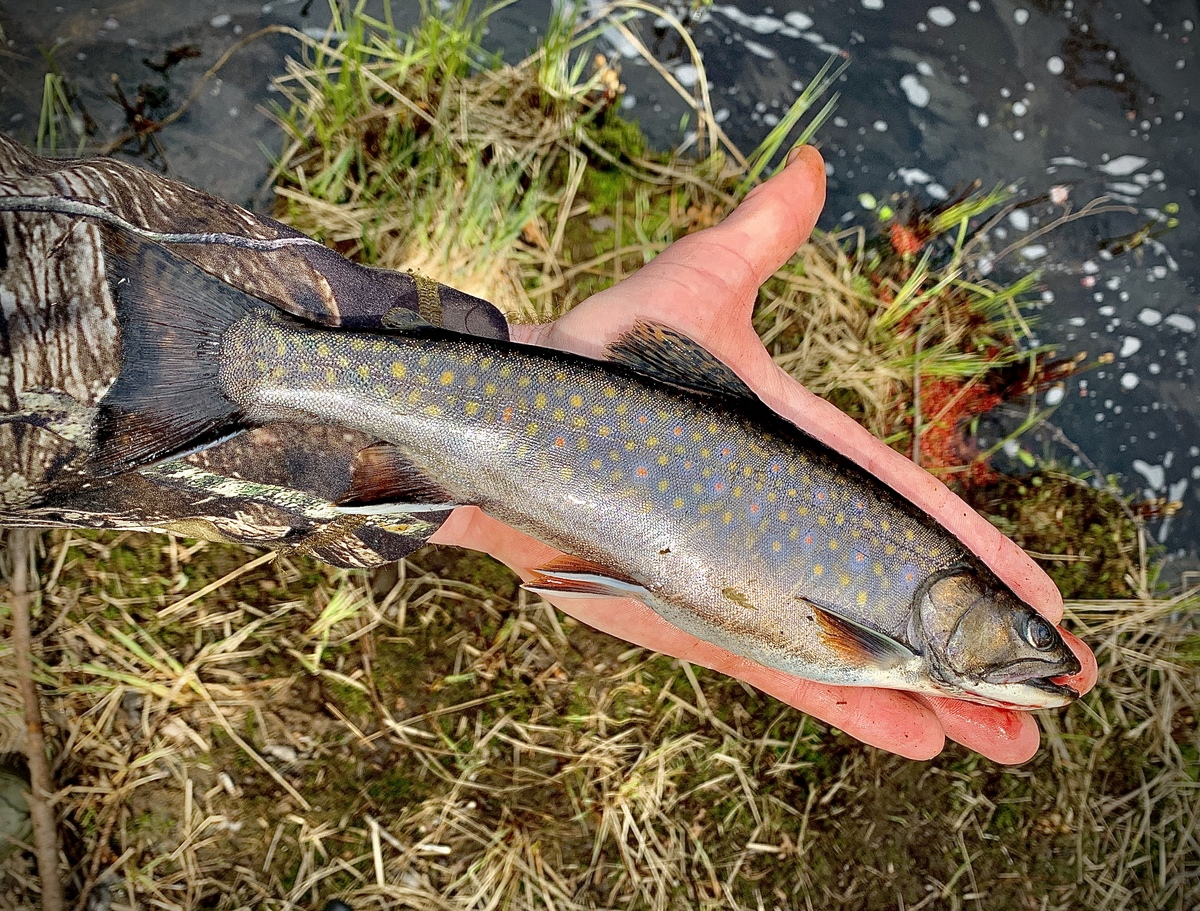 It was my secret fishing spot. Then a land trust bought the property and ruined it. 