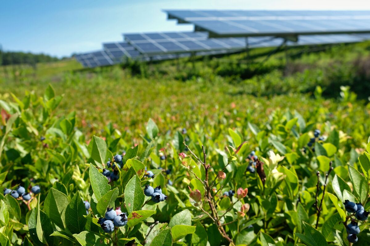 Maine eliminates solar subsidy program