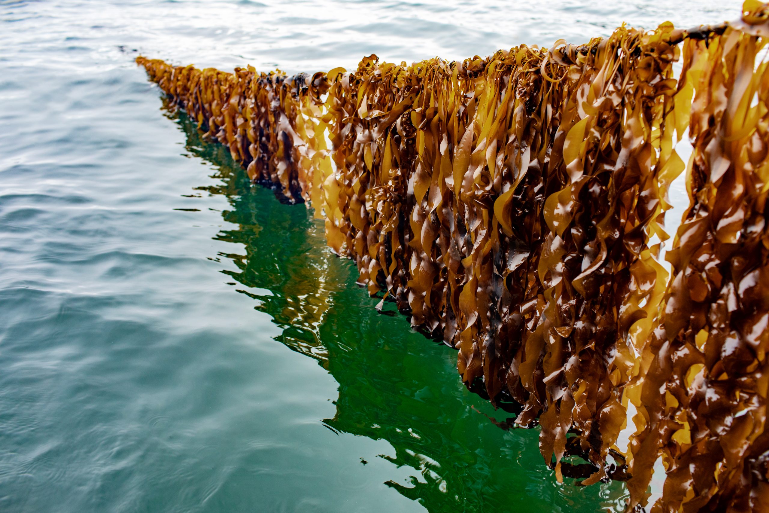 Choose a career in Mariculture