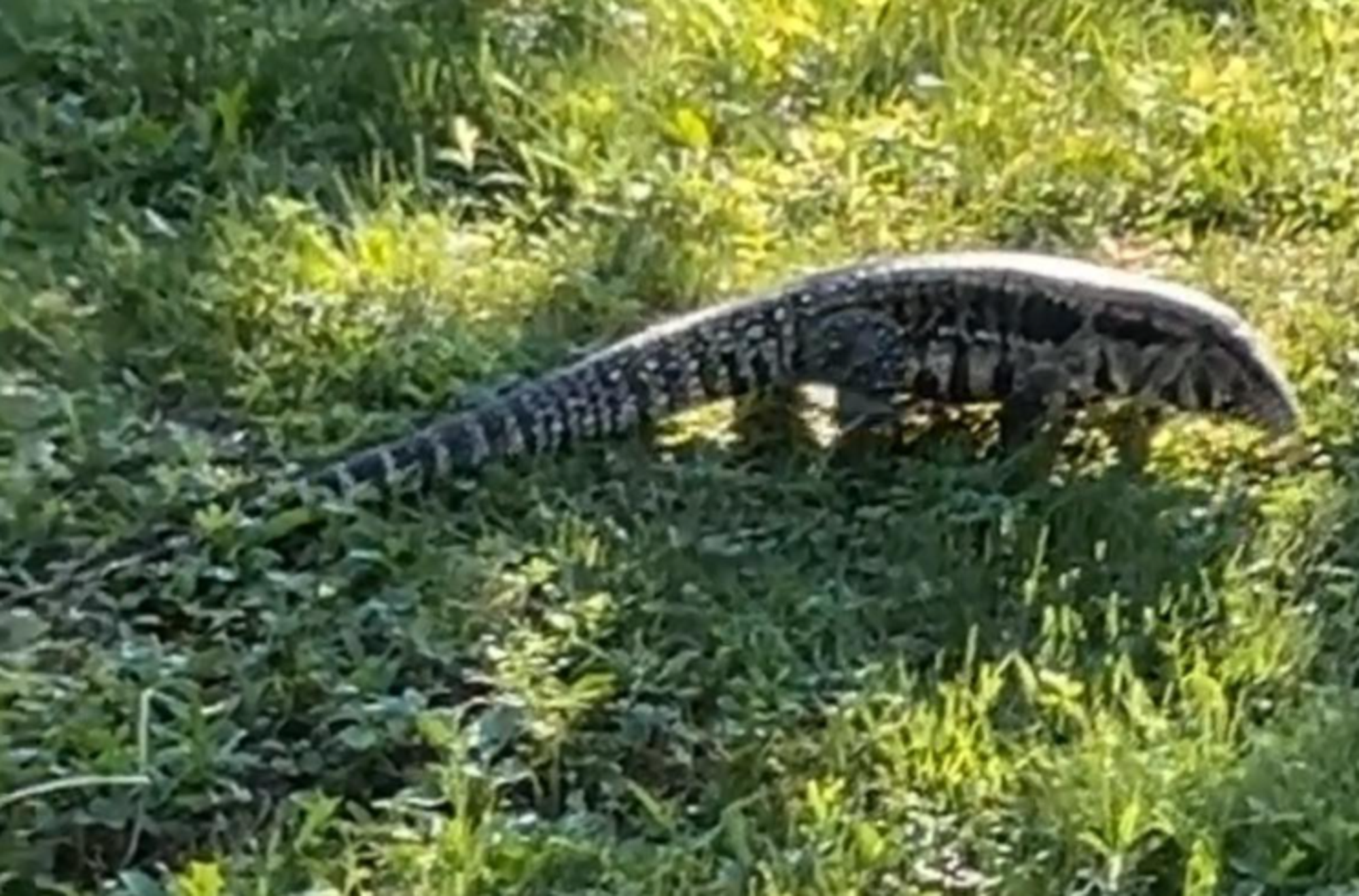 Escaped lizard still on the run in Old Town