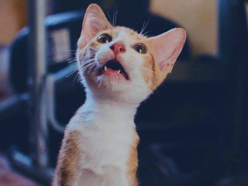 Now playing in movie theaters: 73 minutes of cat videos, for a good cause