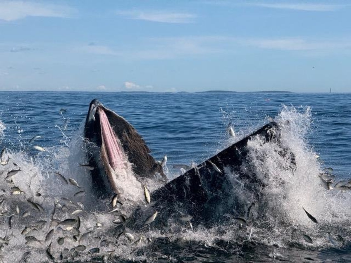 The wildlife encounter I won’t forget from 2025