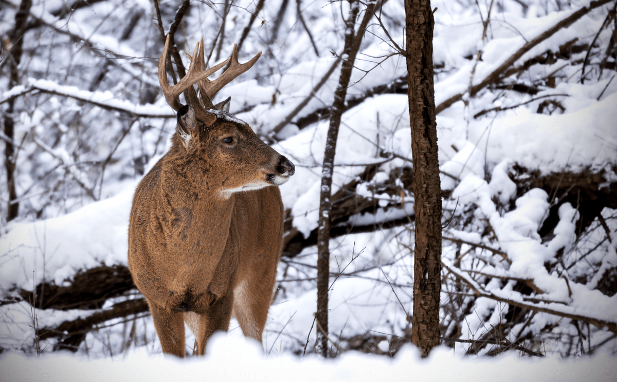 The surprising winter hunt that doesn’t require a license
