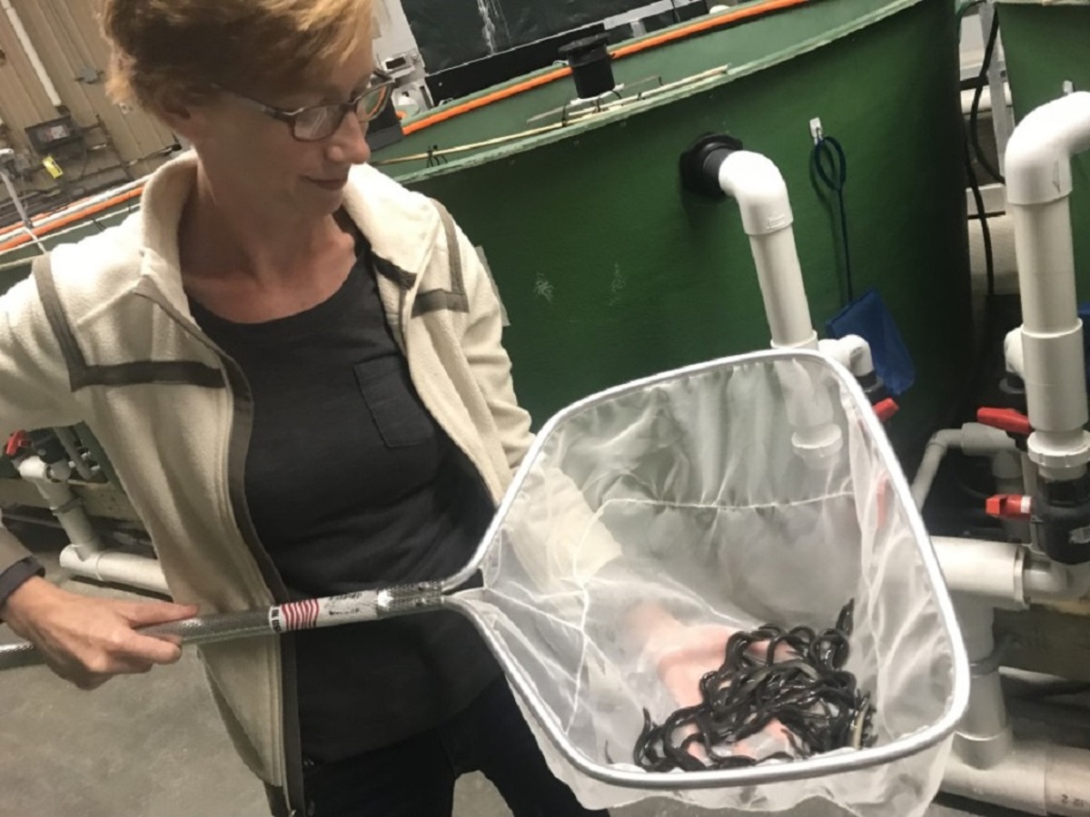 bangordailynews.com - Reuben Schafir, Portland Press Herald - Waldoboro eel farm shutters, leaving harvesters and tribe high and dry