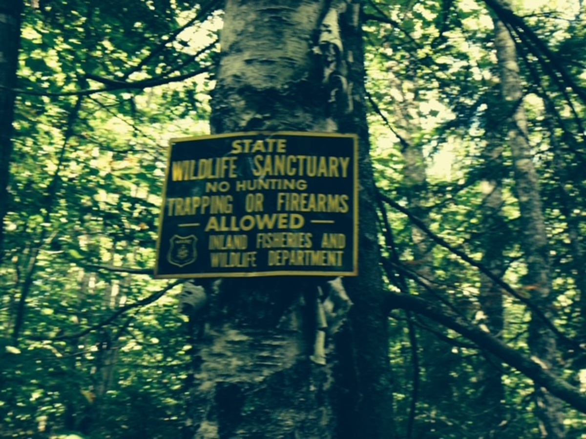 Will incentives keep Maine’s private land open to hunters?