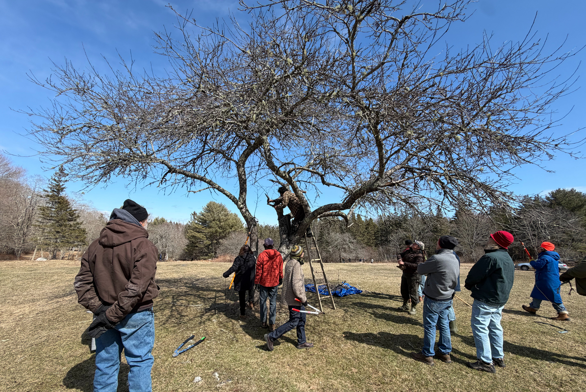 Deer Isle Apple Corps preserves island’s historic apple trees