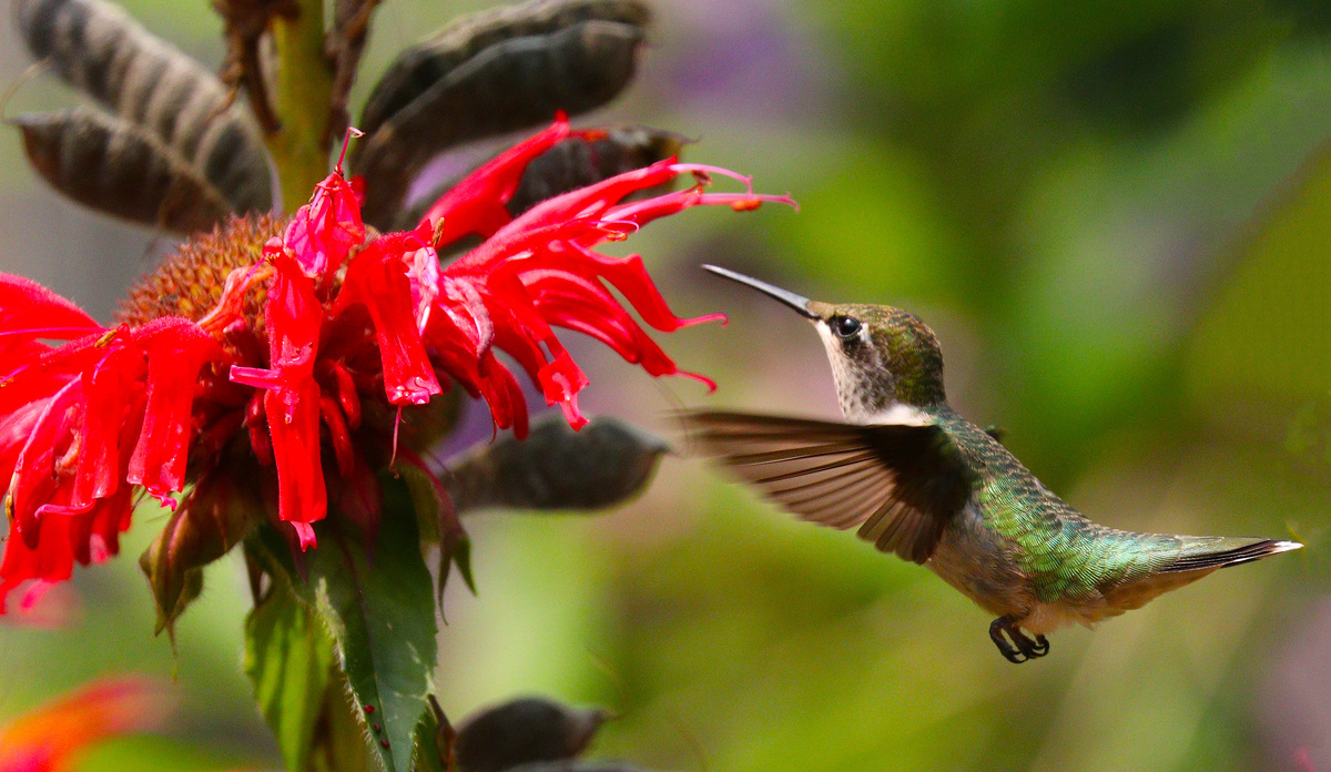 Hummingbirds are coming back to Maine. See where they are now.