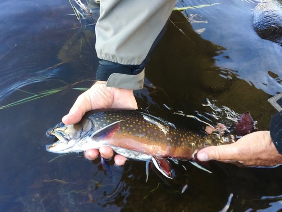 An ode to a hidden river and a giant brook trout   