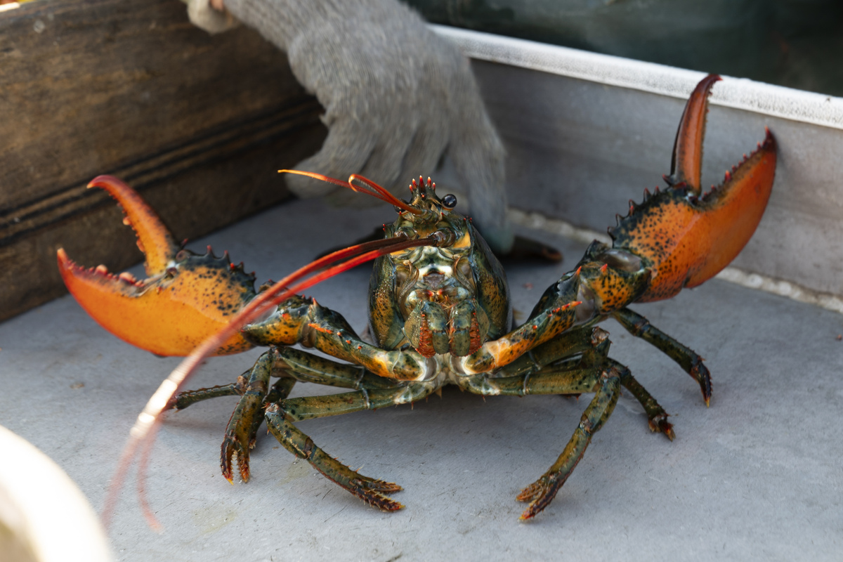 bangordailynews.com - Tim Cebula, Portland Press Herald - Highroller Lobster Co. prints negative review on top-selling T-shirt