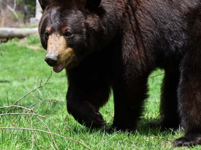 Beloved black bear dies at Maine Wildlife Park