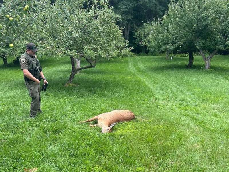 A poacher killed a doe and left her body to rot in a Maine apple orchard