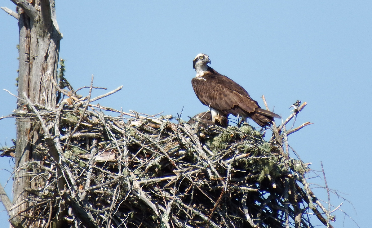This Maine bird might have the best life in nature. Here’s why.