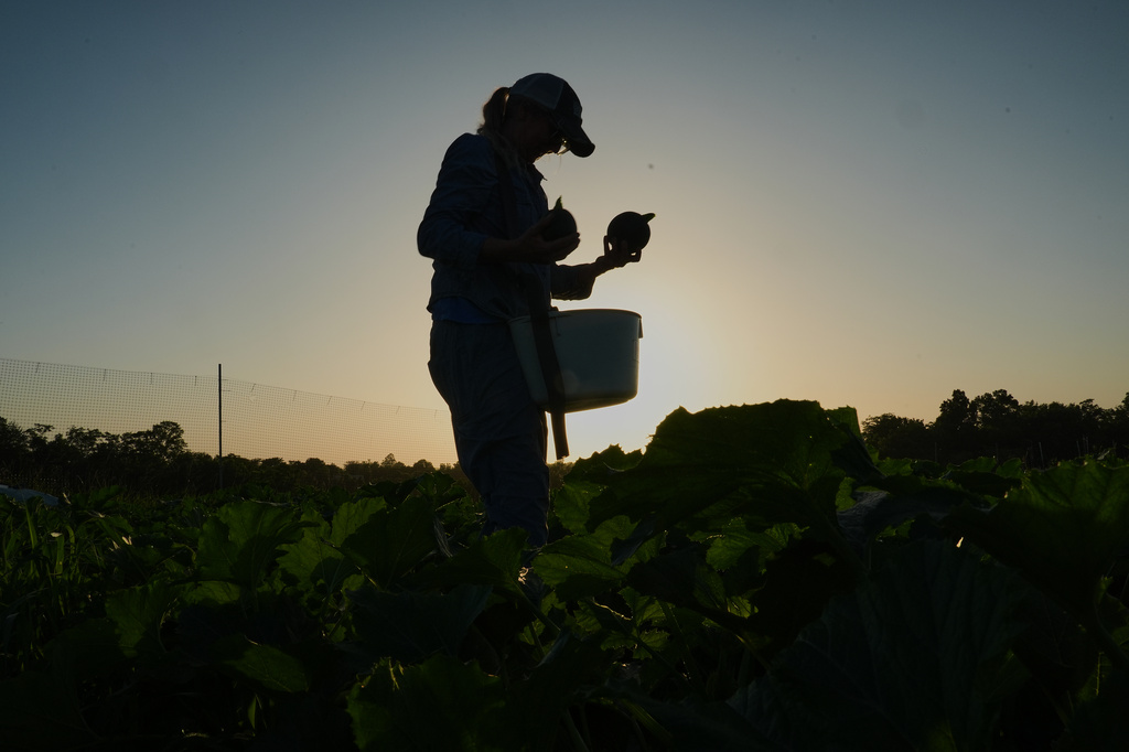 Specialty farmers adapt harvests, protect crops in face of extreme heat