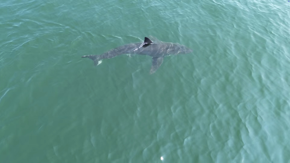 White Shark Drag Lifeguard Underwater | Maine Beach Incident (2026)