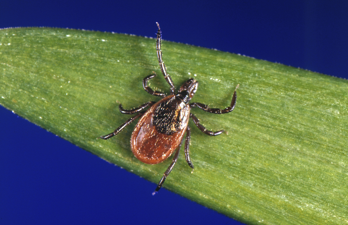 bangordailynews.com - Kate Kaufman, The Maine Monitor - Maine waited years for a Lyme vaccine. RFK hobbled the panel needed for a smooth rollout