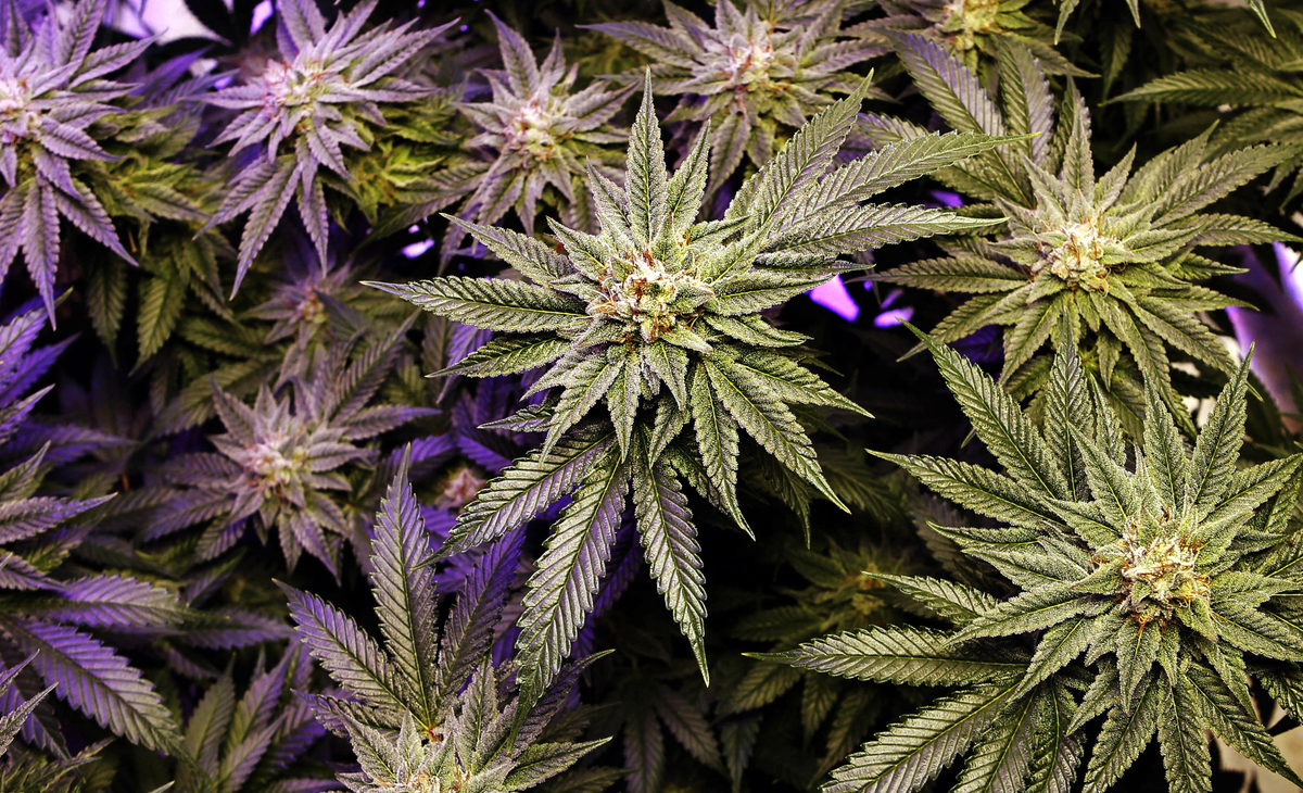bangordailynews.com - Sabrina Martin - Owner of Maine medical cannabis chain takes Ellsworth to court over license denials