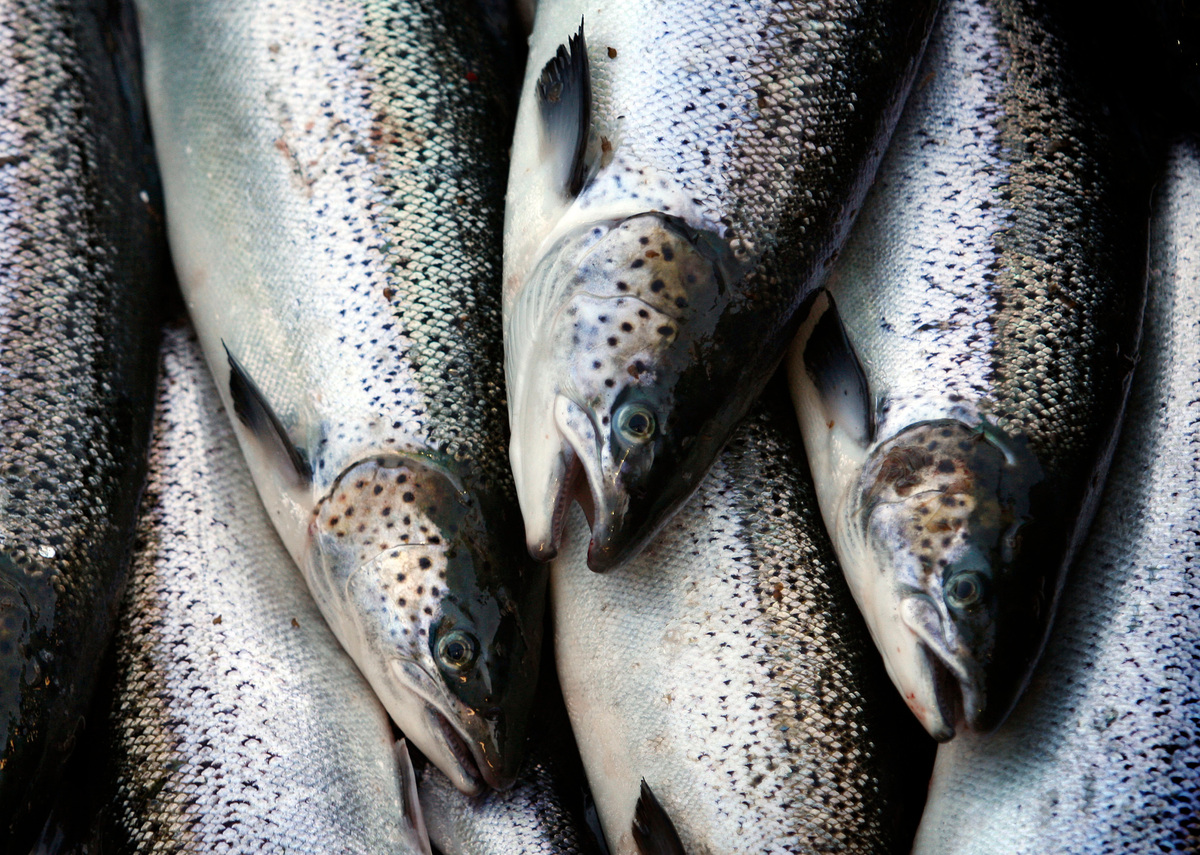 bangordailynews.com - Drew Johnson, Portland Press Herald - Millinocket salmon farm project paused due to tariffs 'roller coaster'