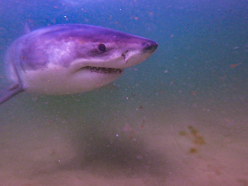 White shark spotted at popular Maine beach