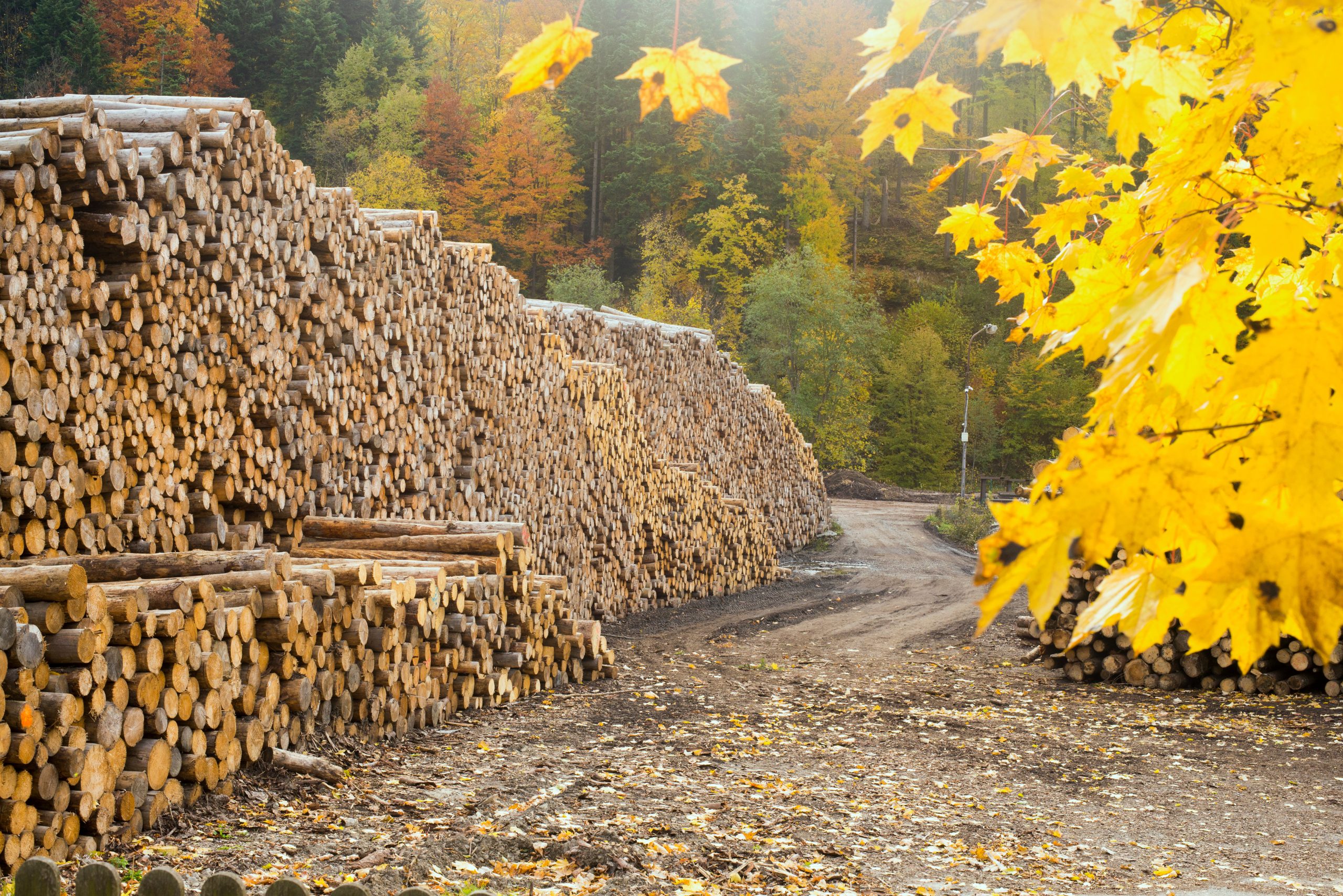 bangordailynews.com - Special Sections - Protecting Maine's forest products industry since 1868