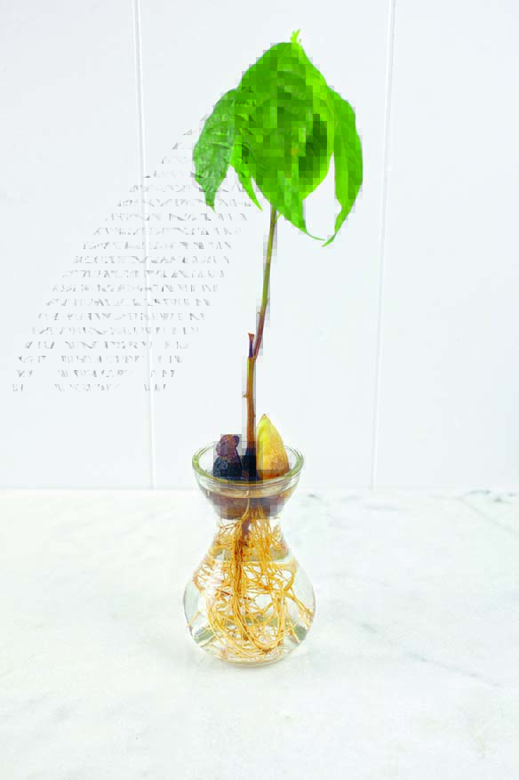 Progress Report Growing Avocados From The Pit 17 Apart