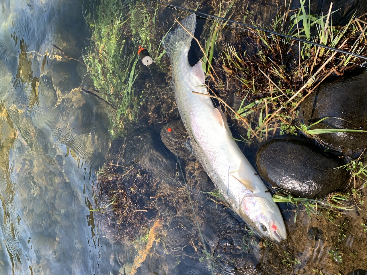 Oregon fishing closed to non-residents | Bloodydecks