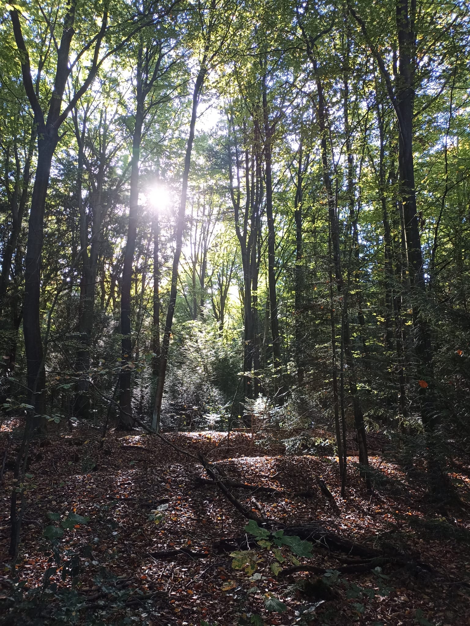 Wald bei Mutter Janssen
