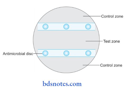 Antimicrobial Sensitivity Testing By Disc Diffusion Download - Premium Vintage Art Gallery - Retina