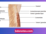 Dentin Notes Bds Notes