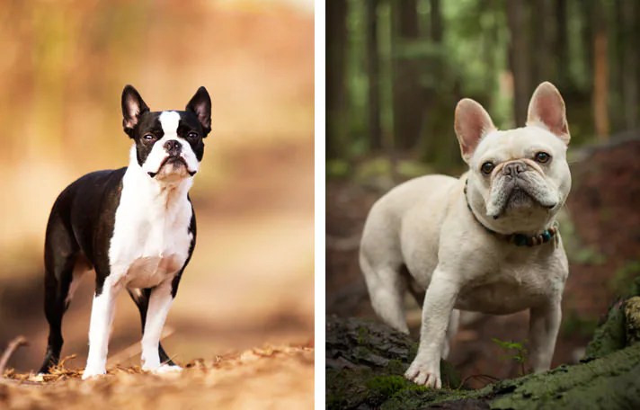 The boston terriers, as well as the french bulldogs, are indeed small dogs. A Comparison Of The Boston Terrier The French Bulldog Bechewy