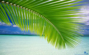 palm leaf beach backgrounds wallpapers