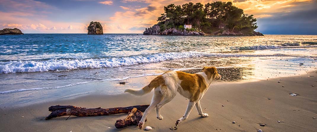 Dog Walking Beaches 2025