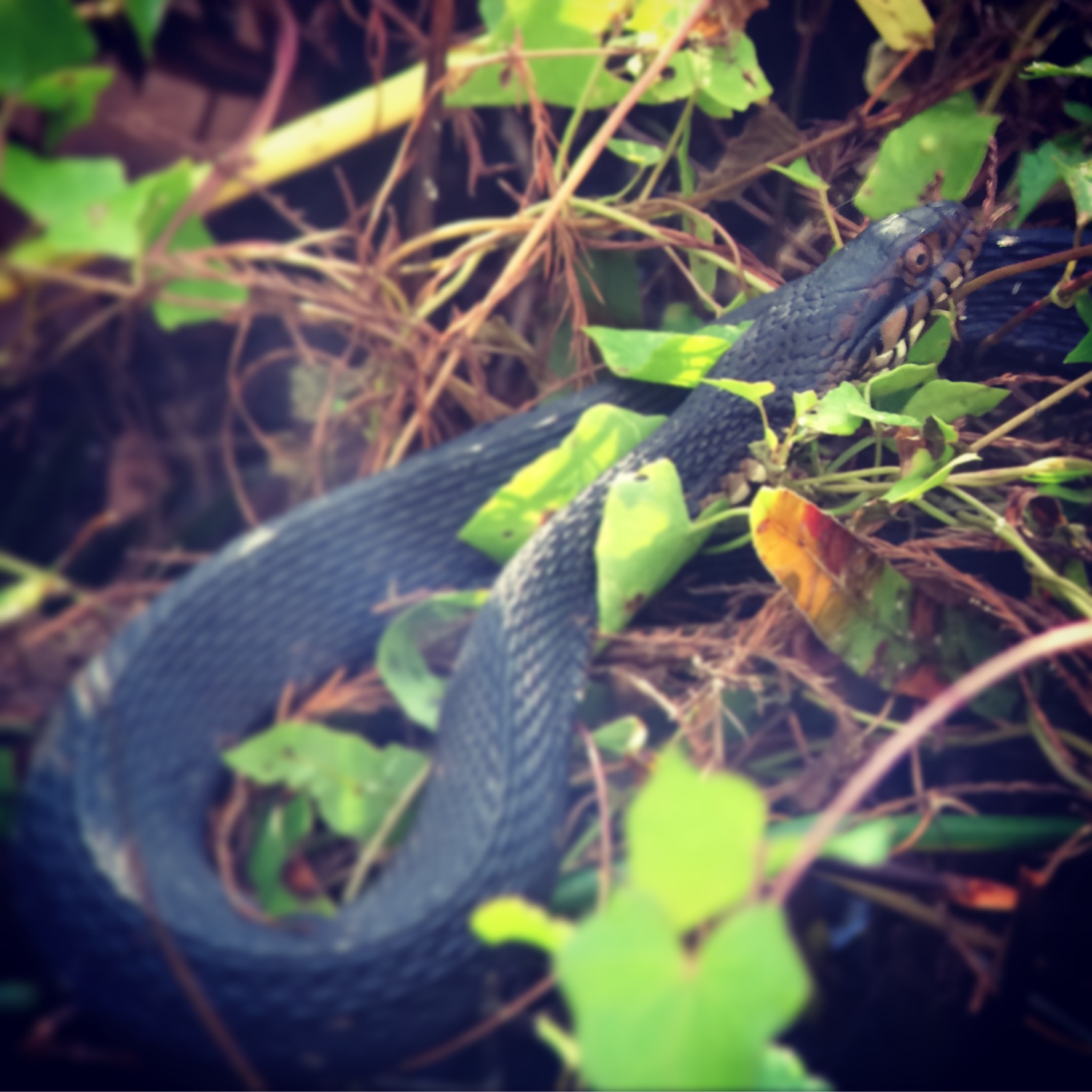Florida banded water snake
